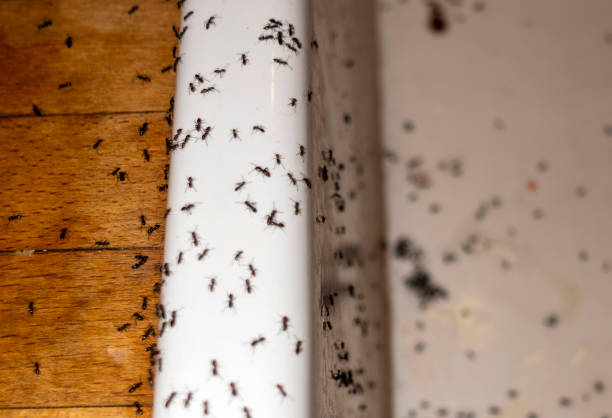 Best Ant Control Services  in Ashburn, VA