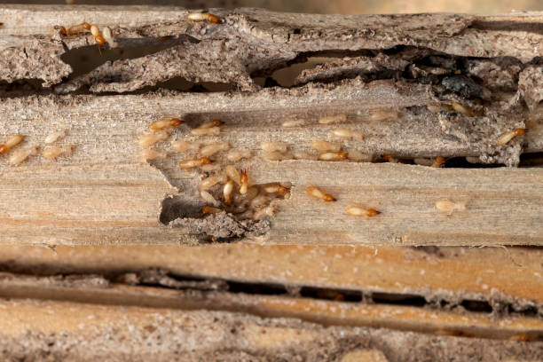 Best Pest Control Near Me in Ashburn, VA
